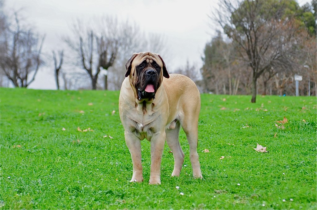 11 Best Raw Dog Food Brands for Mastiffs
