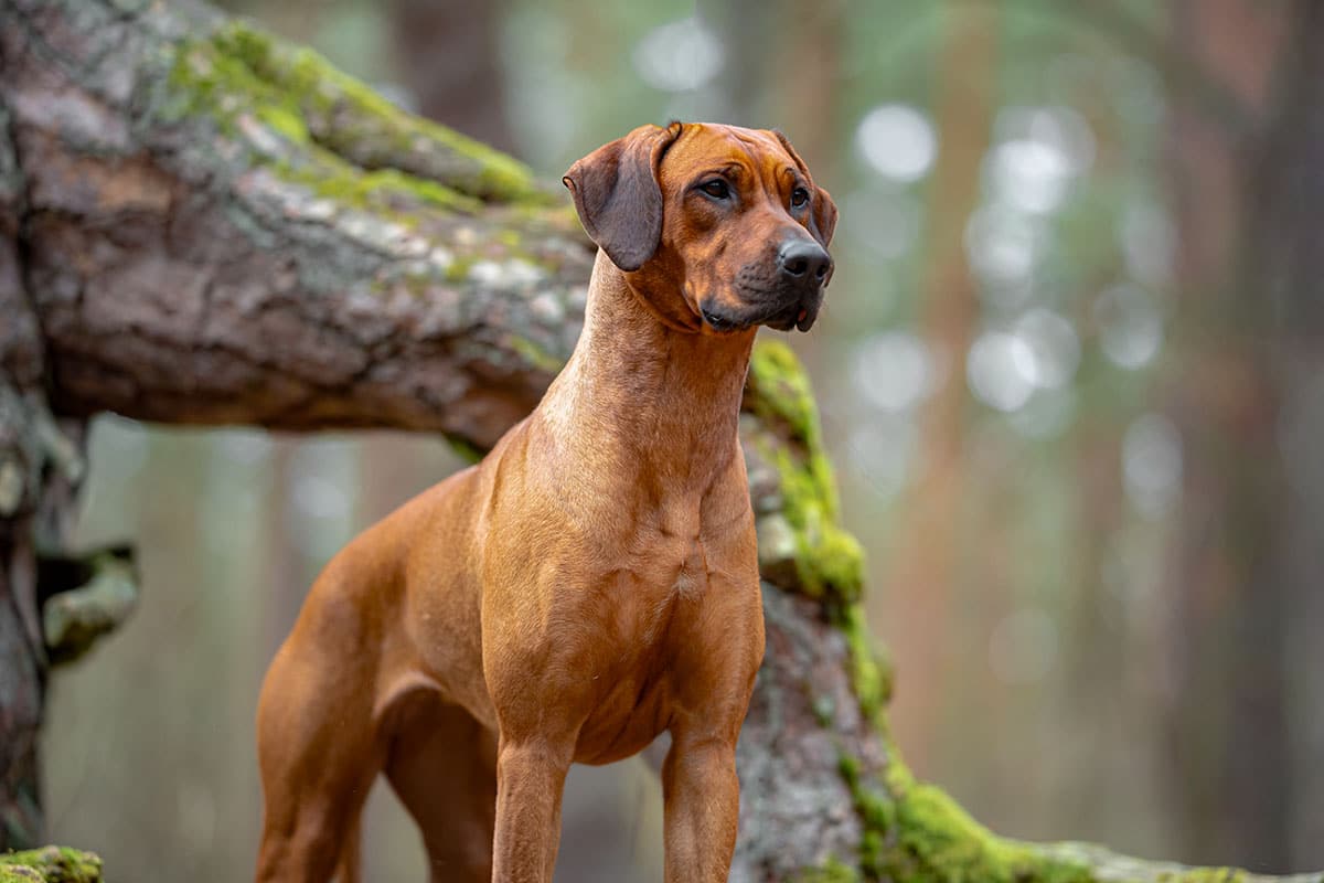 11 Best Raw Dog Food Brands for Rhodesian Ridgebacks