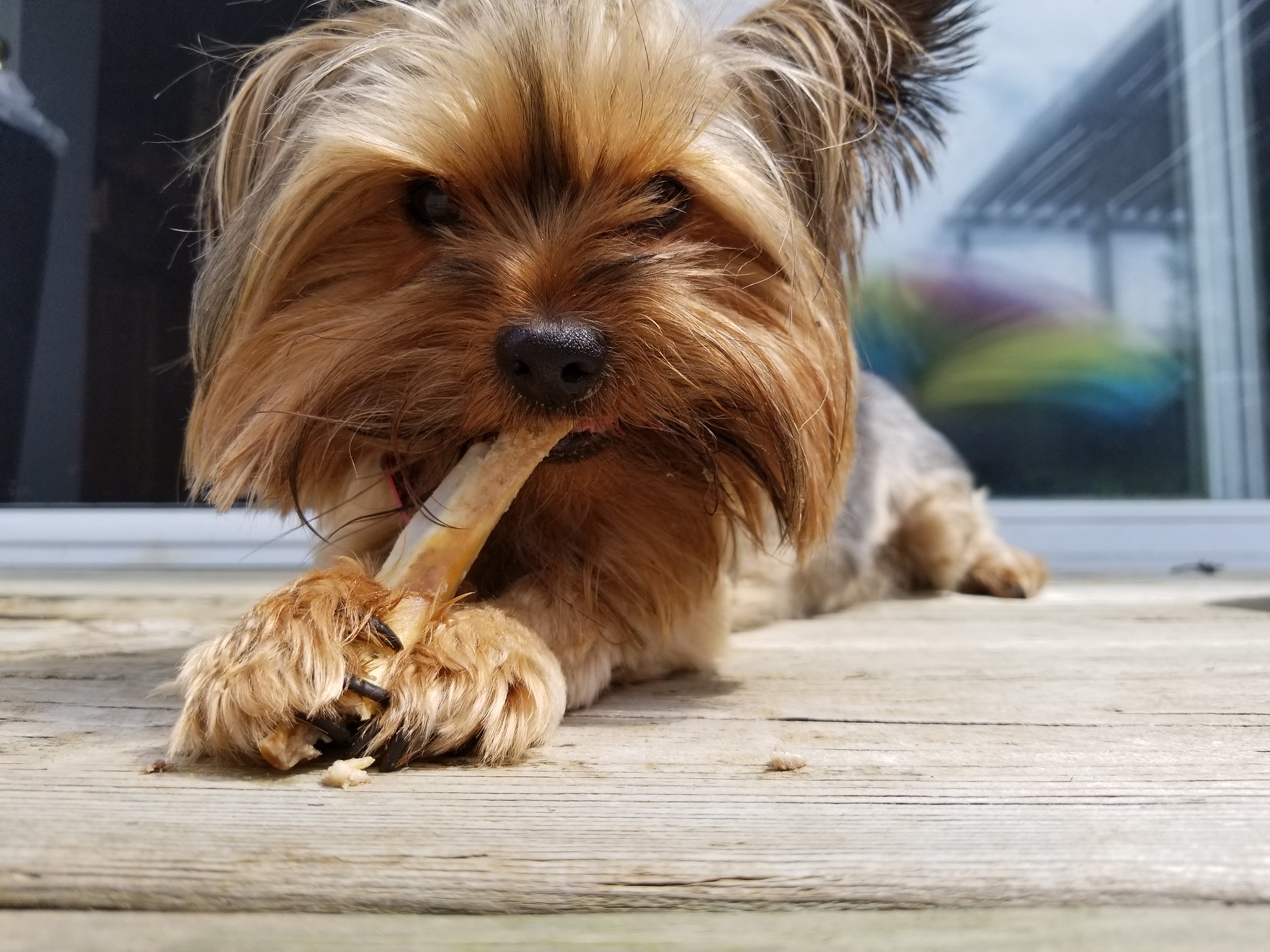 11 Best Raw Dog Food Brands for Yorkies