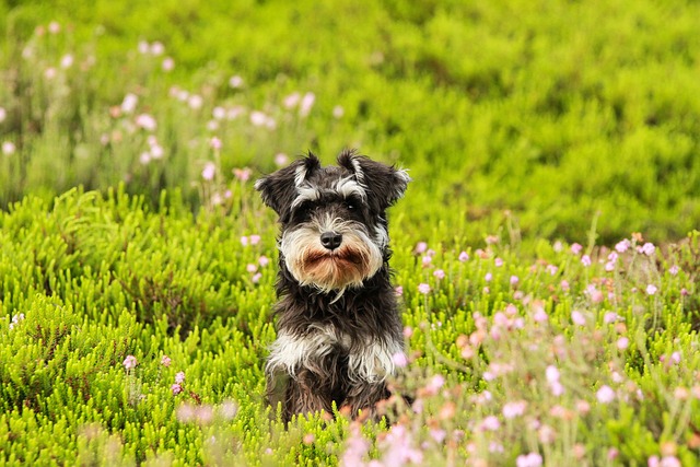 11 Best Schnauzer Immunity Supplements