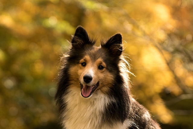 11 Best Sheltie Immunity Supplements