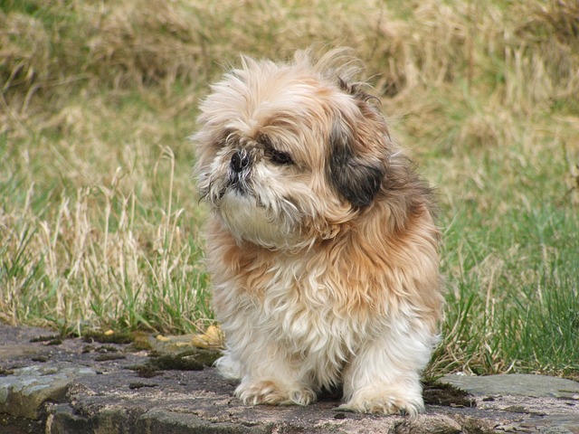 11 Best Shih Tzu Immunity Supplements