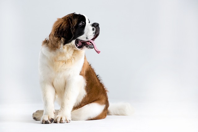 11 Best St. Bernard Immunity Supplements