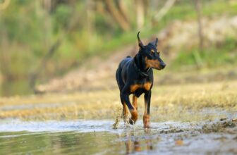 11 Brave Dog Breeds That Would Face A Bear For You