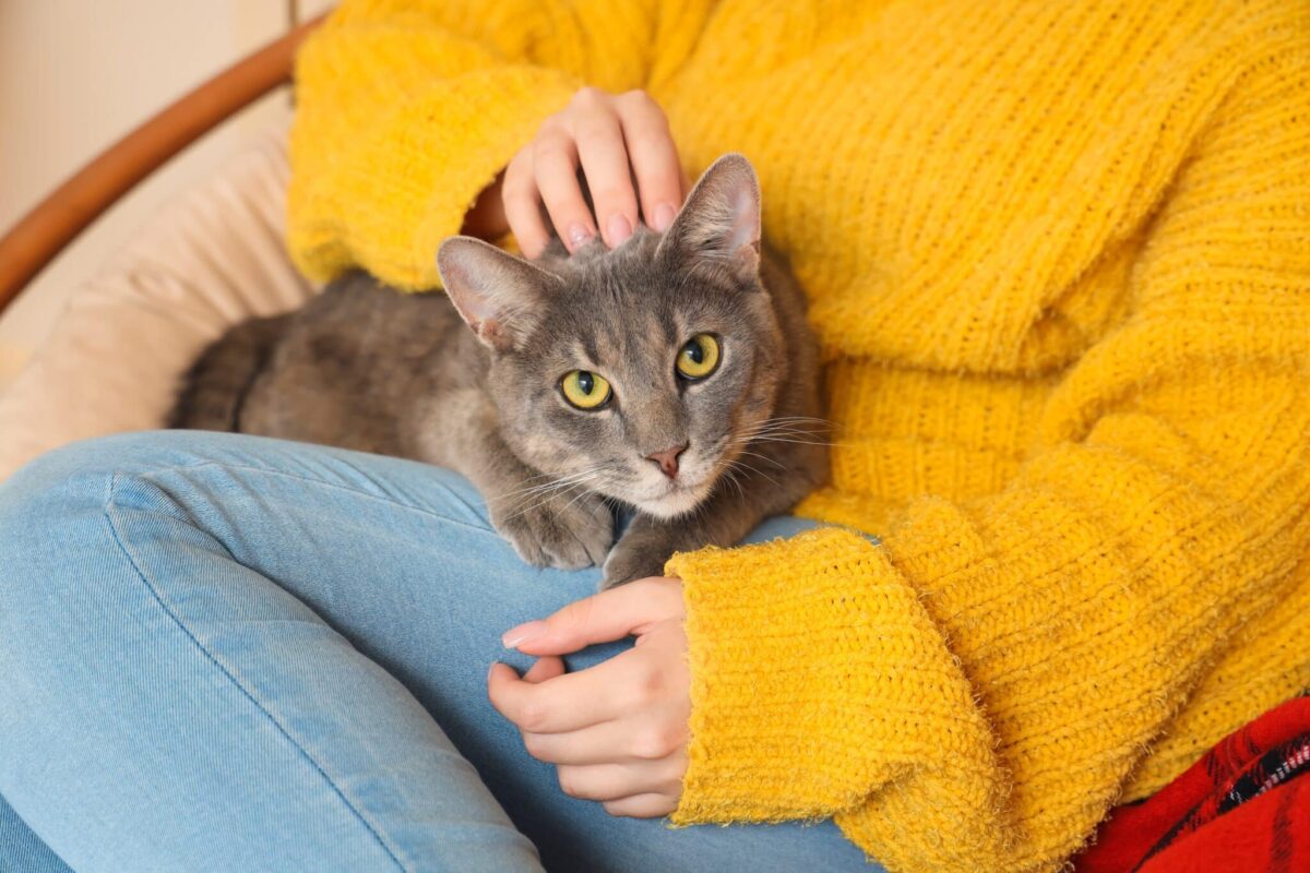 11 Things Every Cat Parent Is Thankful For This Year