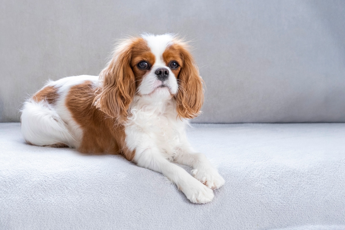 13 Dog Breeds Obsessed With Routines And Schedules 13 Dog Breeds Obsessed With Routines And Schedules