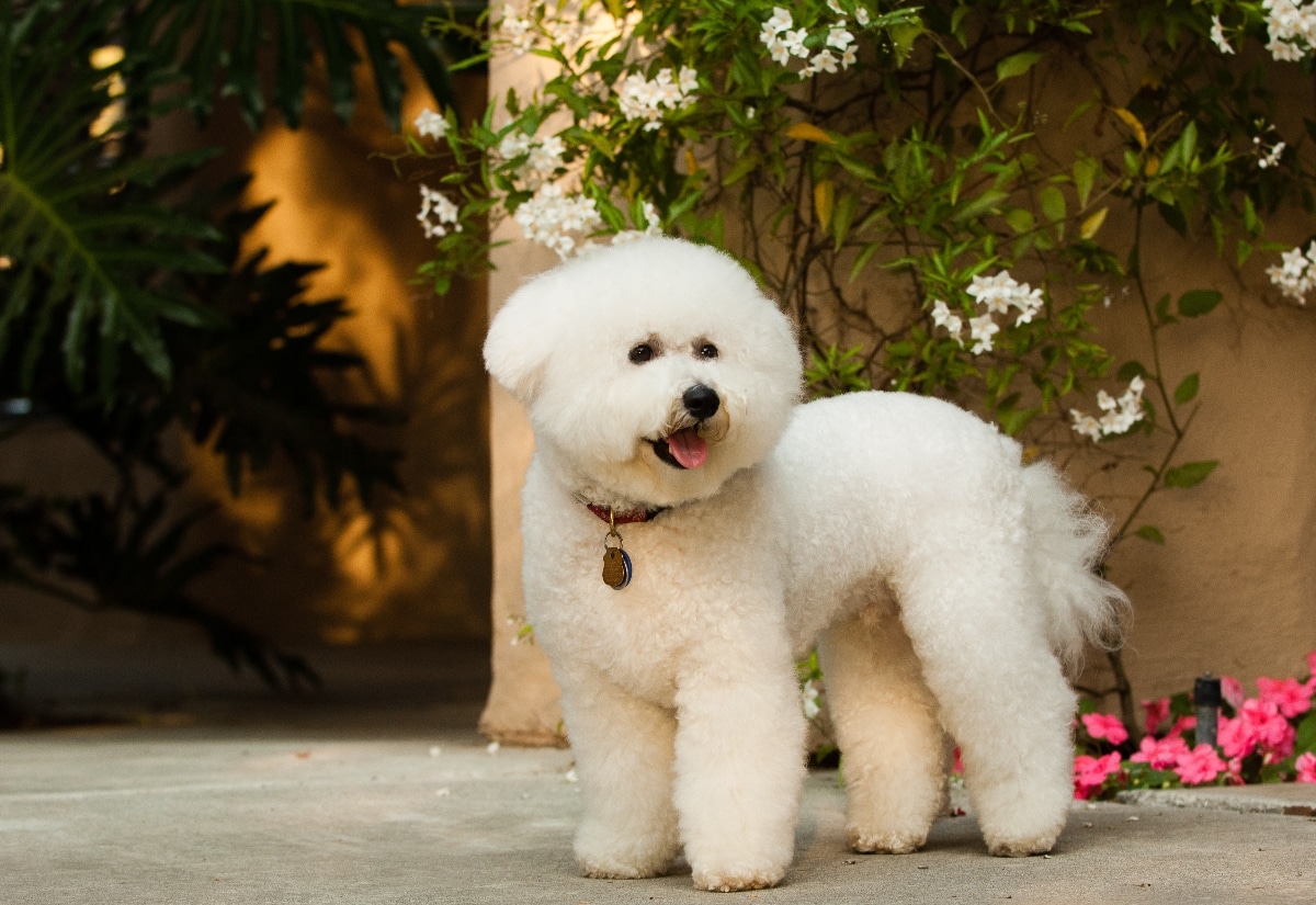 13 Irresistibly Fluffy Dog Breeds That Turn Every Head