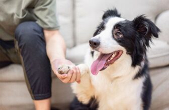 13 Smart Dog Breeds That Might Be Smarter Than You