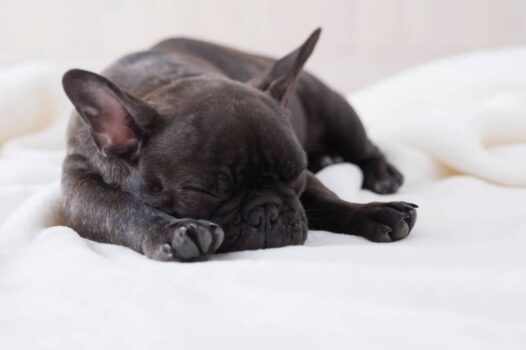 13 Snoozy Dog Breeds That Snore Like It’s A Superpower