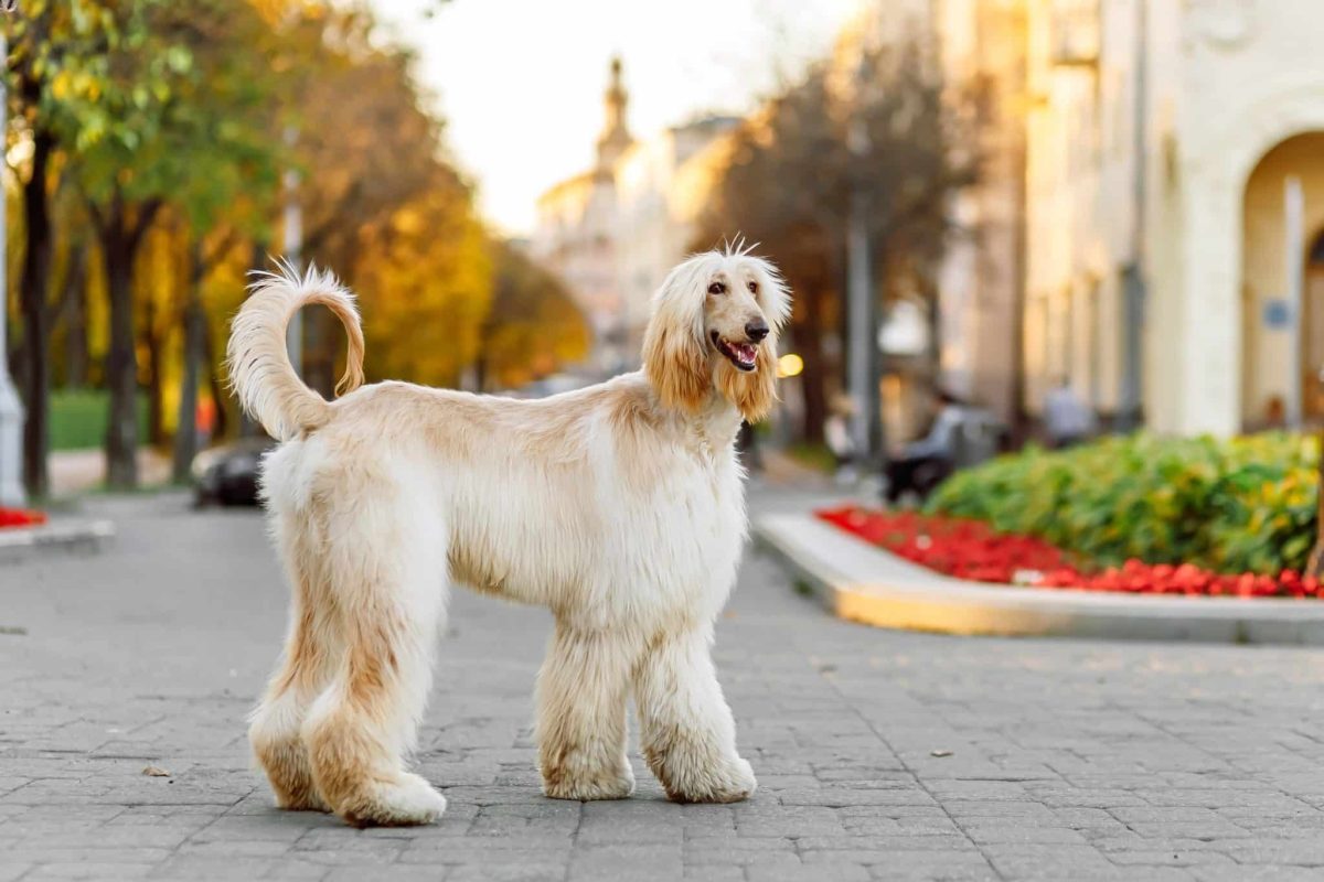 13 Stubborn Dog Breeds With Independent Streaks 13 Stubborn Dog Breeds With Independent Streaks