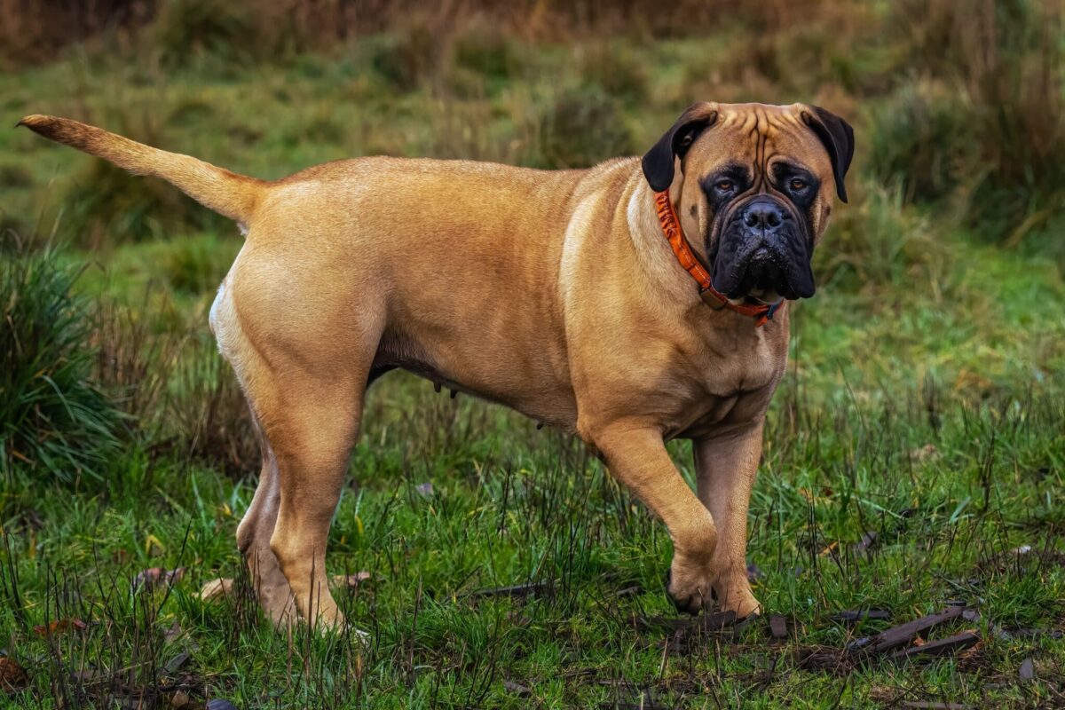 15 Bold Dog Breeds That Never Back Down From Challenges 15 Bold Dog Breeds That Never Back Down From Challenges