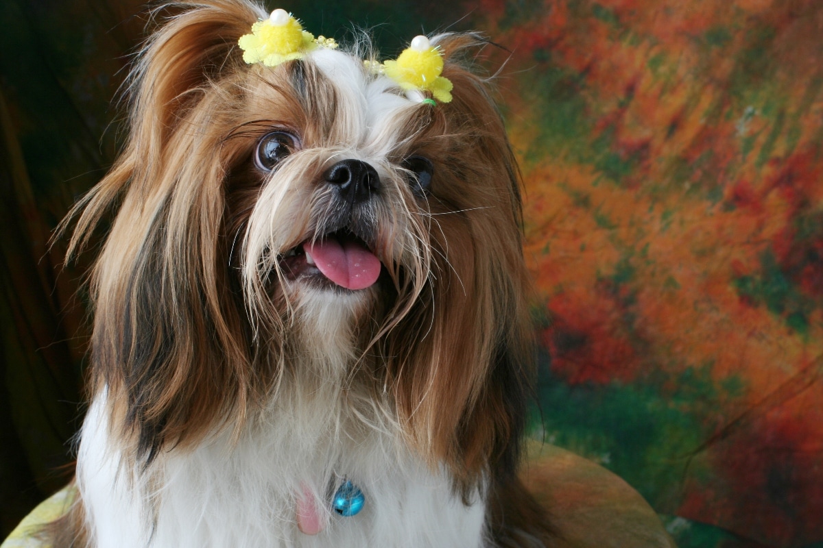 15 Gentle Dog Breeds Perfect For Quiet Households