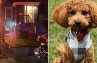 2-Year-Old Dog Saves Family From Fire While They Slept