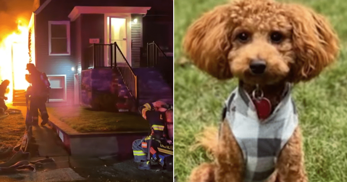 2-Year-Old Dog Saves Family From Fire While They Slept 2-Year-Old Dog Saves Family From Fire While They Slept