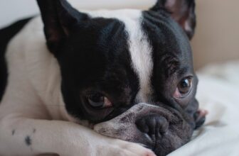 23 Foods for Frenchies with Sensitive Stomachs