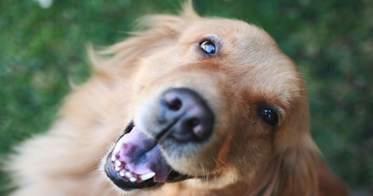 5 Best Hemp Gummies for Dogs 5 Best Hemp Gummies for Dogs