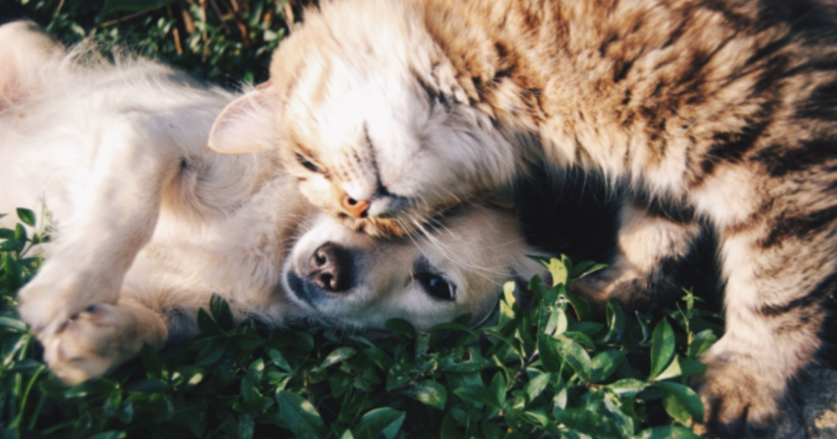 5 Best Hemp Oils for Pets in 2025