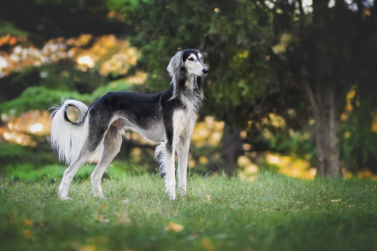 6 Best Ear Cleaners for Greyhounds 6 Best Ear Cleaners for Greyhounds