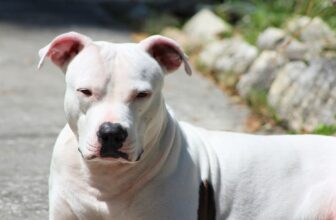 6 Best Ear Cleaners for Pit Bulls