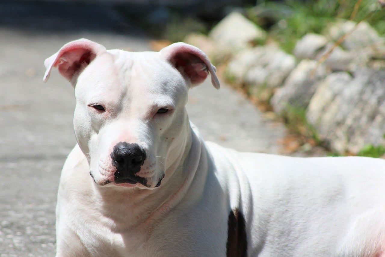 6 Best Ear Cleaners for Pit Bulls