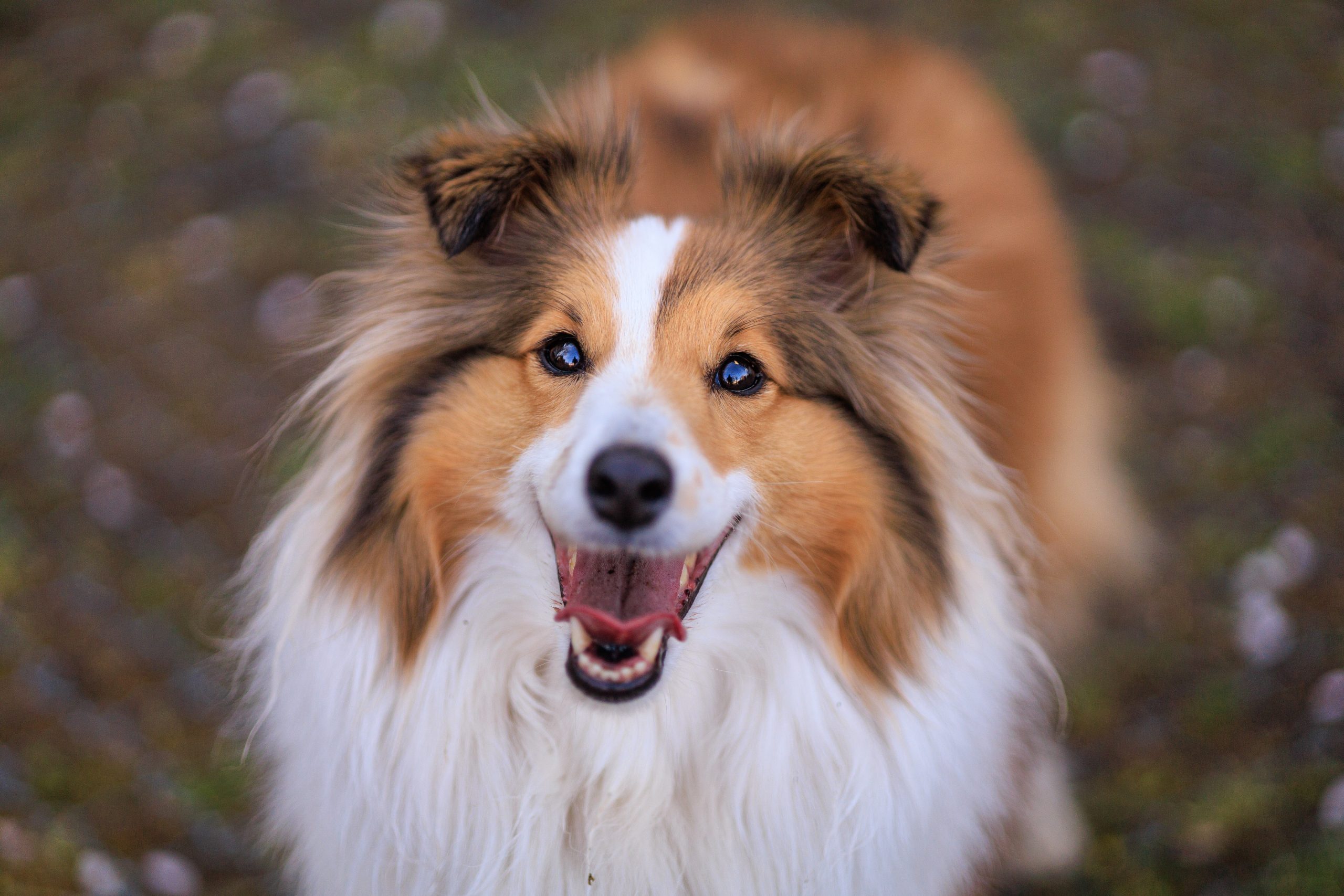 6 Best Ear Cleaners for Shelties 6 Best Ear Cleaners for Shelties