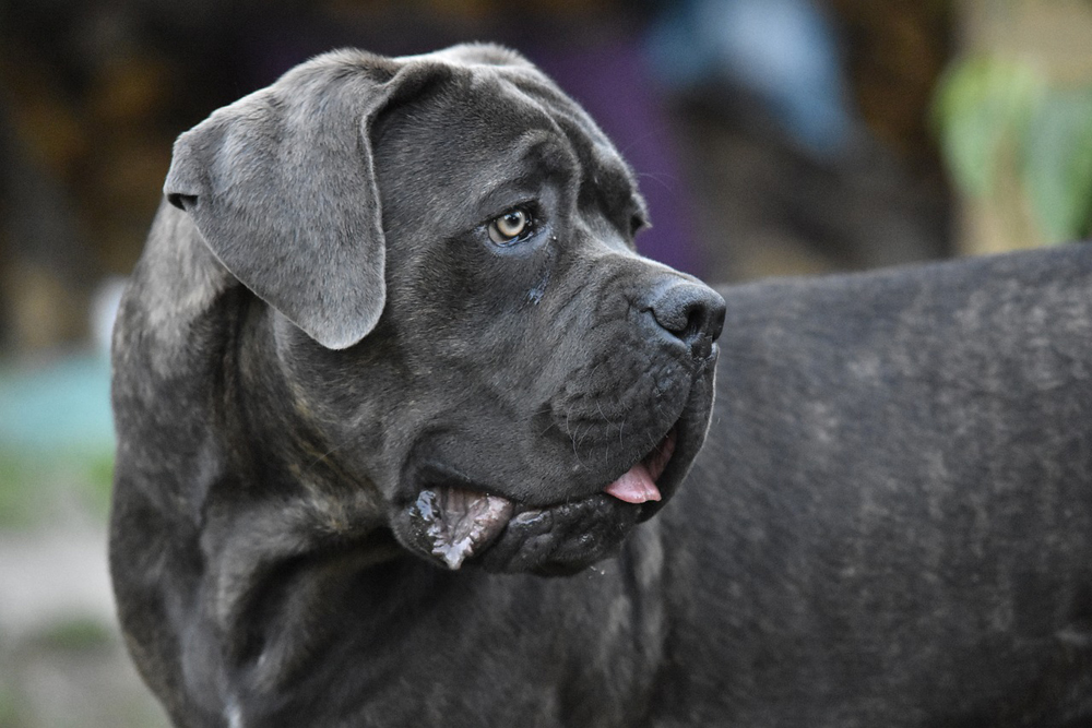 6 Natural Supplements To Help Your Cane Corso’s Itching & Allergies 6 Natural Supplements To Help Your Cane Corso’s Itching & Allergies