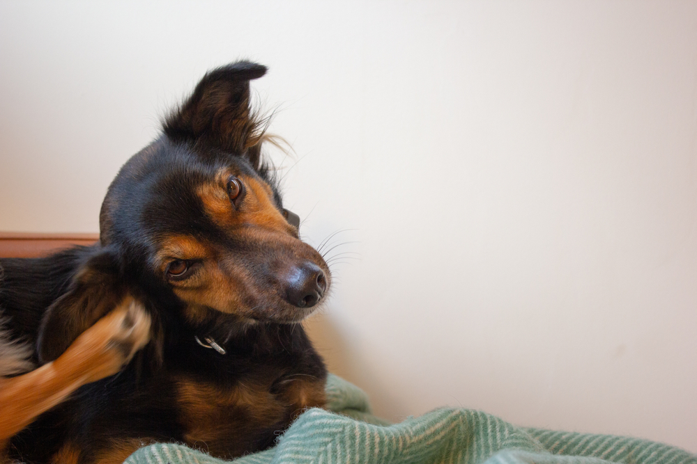 6 Natural Supplements To Help Your Miniature Pinscher’s Itching & Allergies