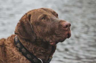 7 Things Every Chesapeake Bay Retriever Owner Should Know Before Bringing One Home