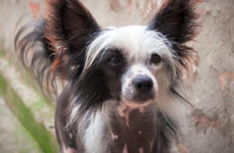 7 Things Every Chinese Crested Owner Should Know Before Bringing One Home