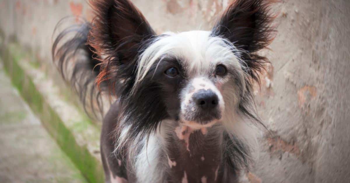 7 Things Every Chinese Crested Owner Should Know Before Bringing One Home