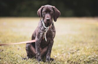 7 Things Every German Shorthaired Pointer Owner Should Know Before Bringing One Home
