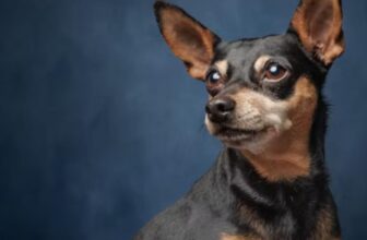 7 Things Every Miniature Pinscher Owner Should Know Before Bringing One Home