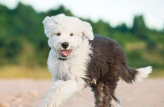 7 Things Every Old English Sheepdog Owner Should Know Before Bringing One Home