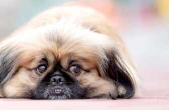 7 Things Every Pekingese Owner Should Know Before Bringing One Home
