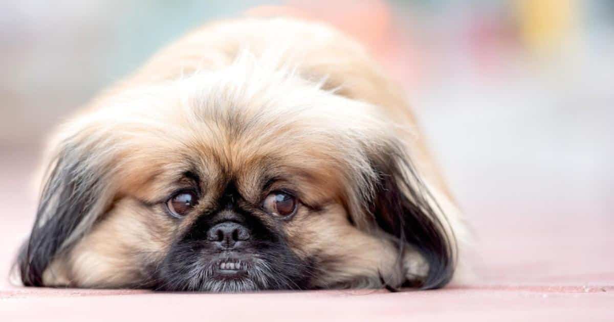 7 Things Every Pekingese Owner Should Know Before Bringing One Home