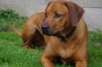 7 Things Every Rhodesian Ridgeback Owner Should Know Before Bringing One Home