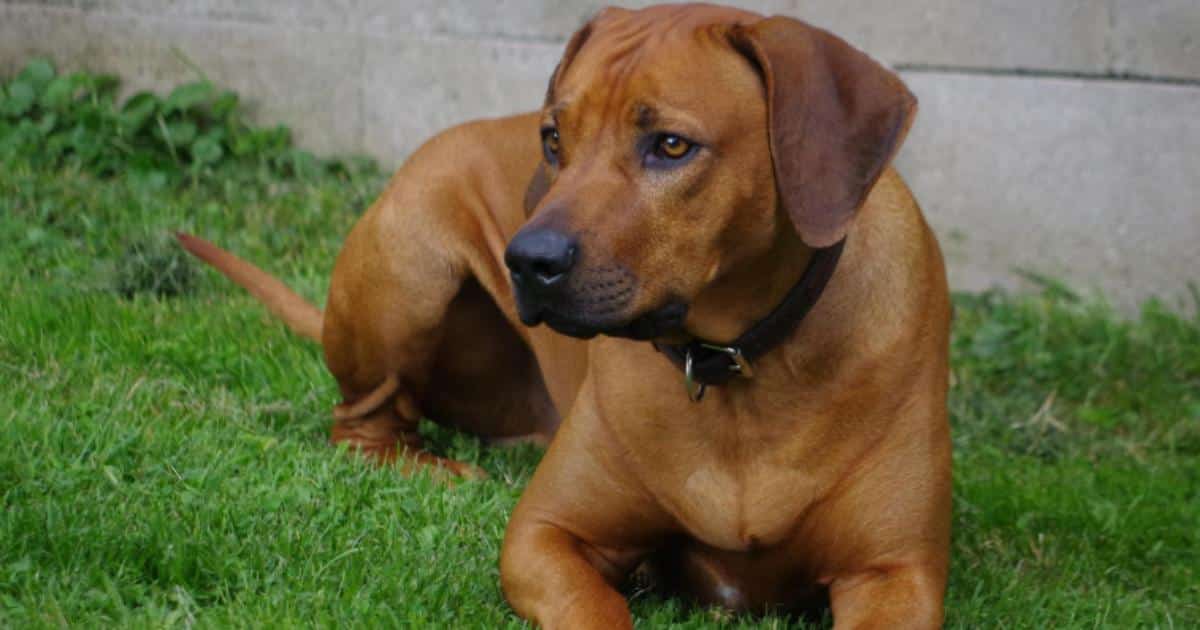 7 Things Every Rhodesian Ridgeback Owner Should Know Before Bringing One Home