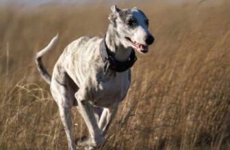 7 Things Every Whippet Owner Should Know Before Bringing One Home