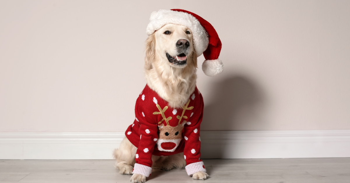 9 Best Dog Christmas Sweaters 9 Best Dog Christmas Sweaters