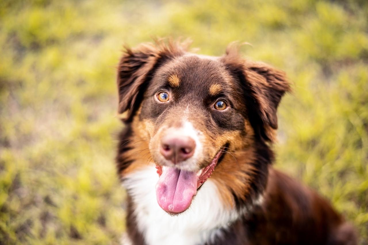 9 Best Dry Dog Foods for Australian Shepherds 9 Best Dry Dog Foods for Australian Shepherds