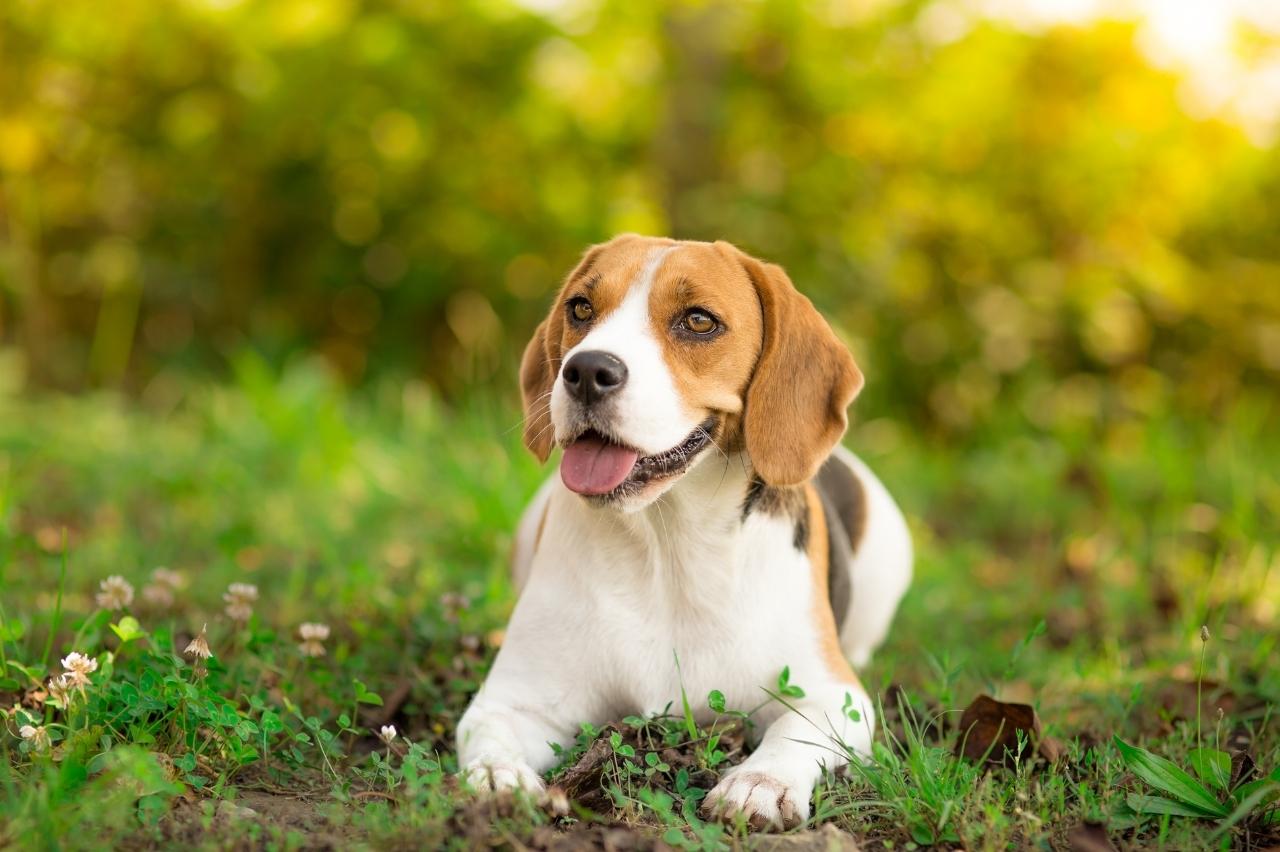 9 Best Dry Dog Foods for Beagles 9 Best Dry Dog Foods for Beagles