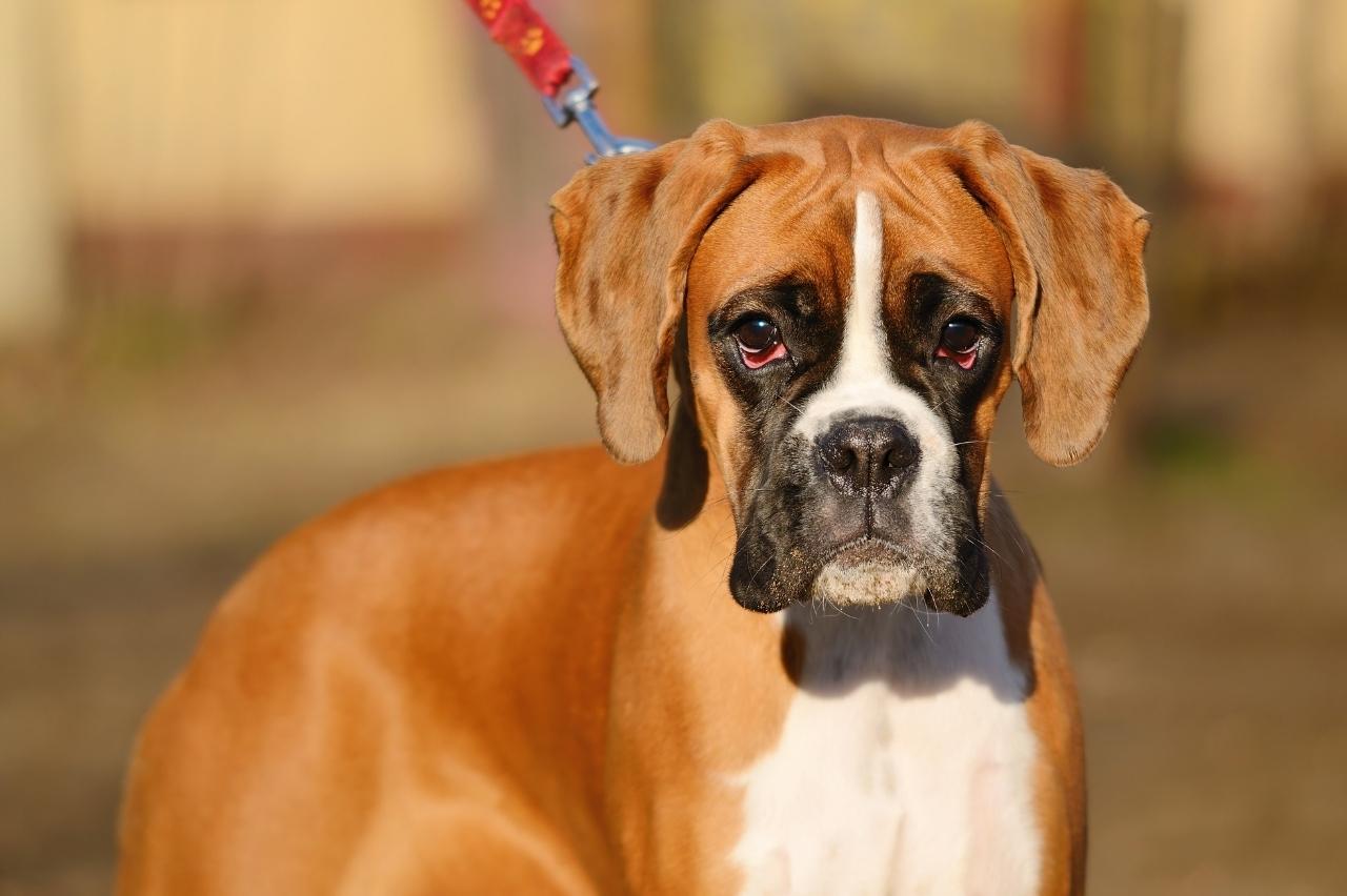 9 Best Dry Dog Foods for Boxers