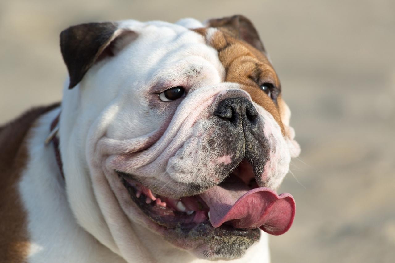 9 Best Dry Dog Foods for Bulldogs