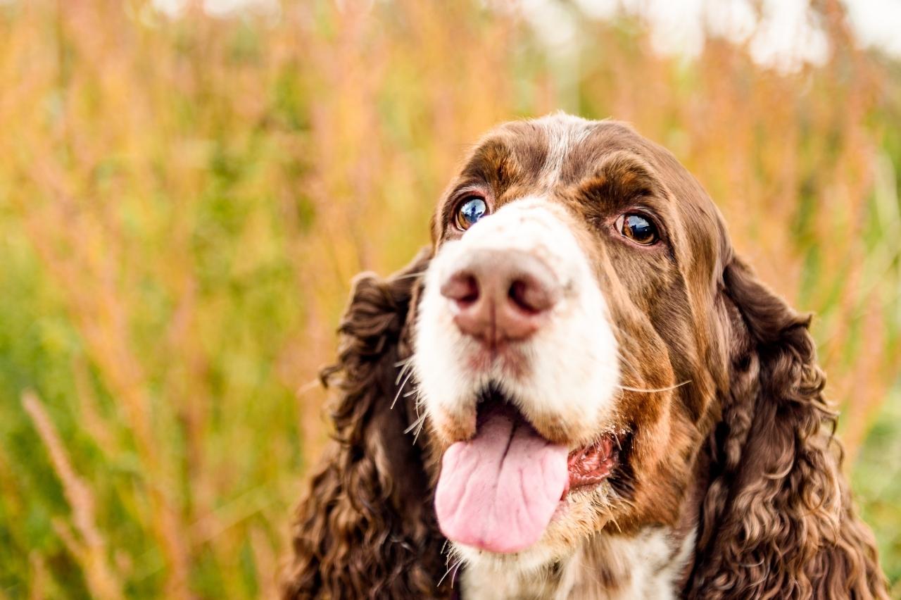 9 Best Dry Dog Foods for English Springer Spaniels 9 Best Dry Dog Foods for English Springer Spaniels