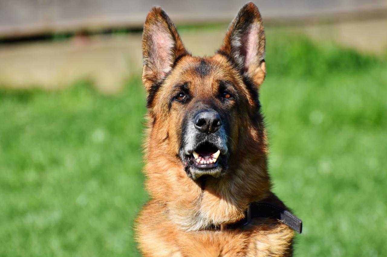 9 Best Dry Dog Foods for German Shepherds
