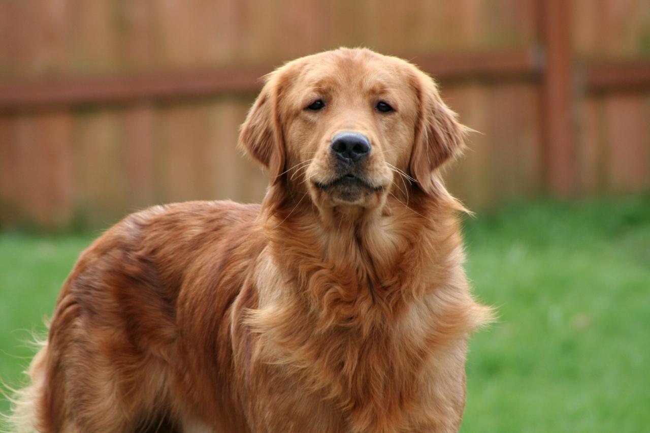 9 Best Dry Dog Foods for Golden Retrievers