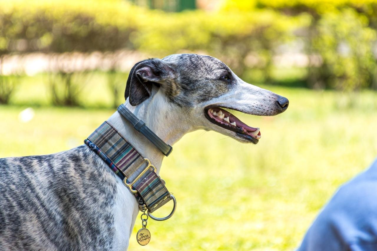 9 Best Dry Dog Foods for Greyhounds