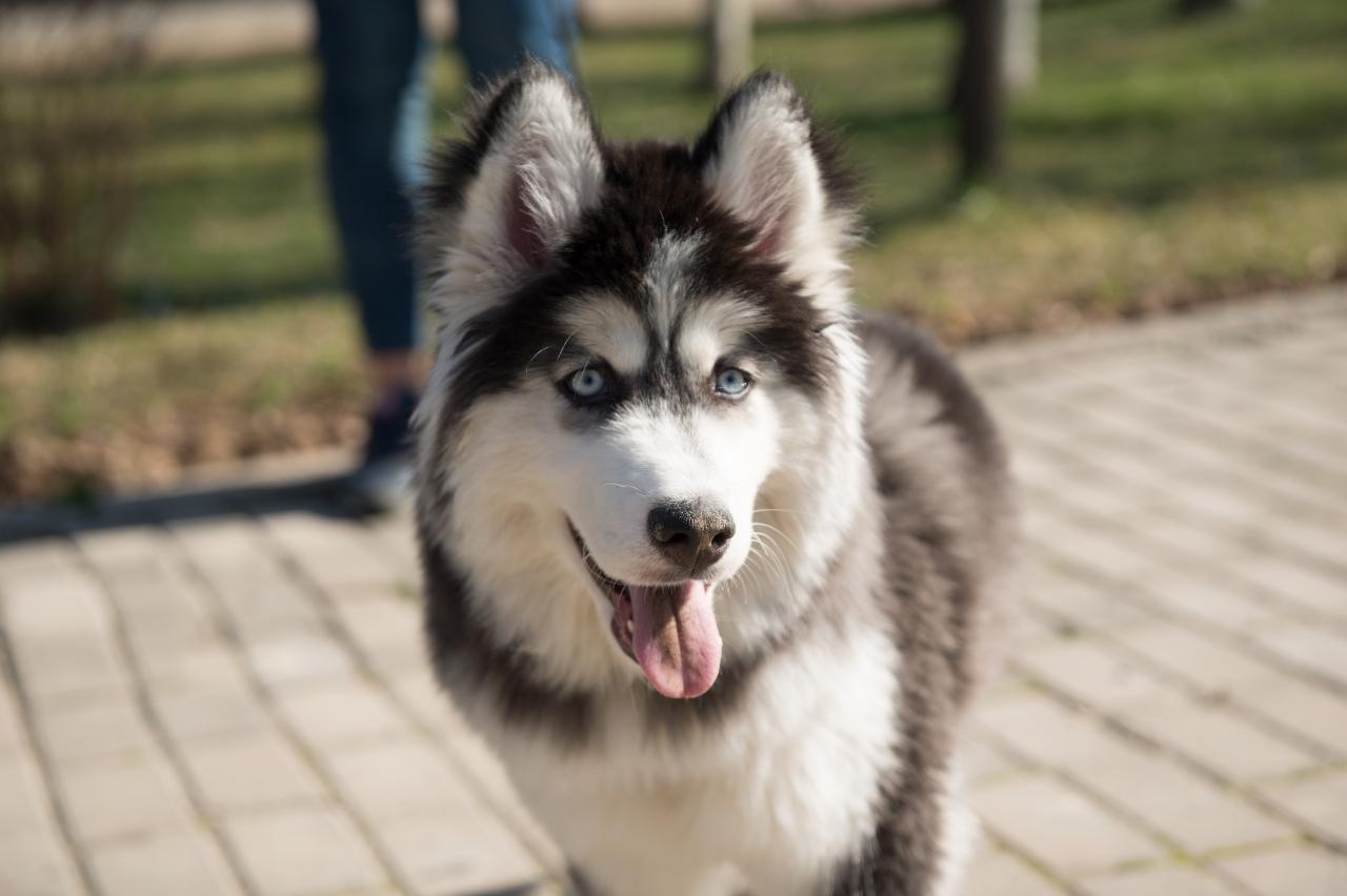 9 Best Dry Dog Foods for Huskies