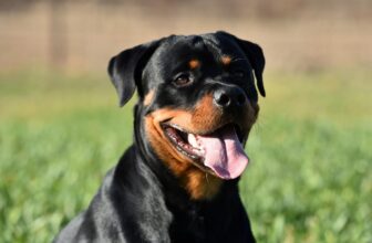 9 Best Dry Dog Foods for Rottweilers