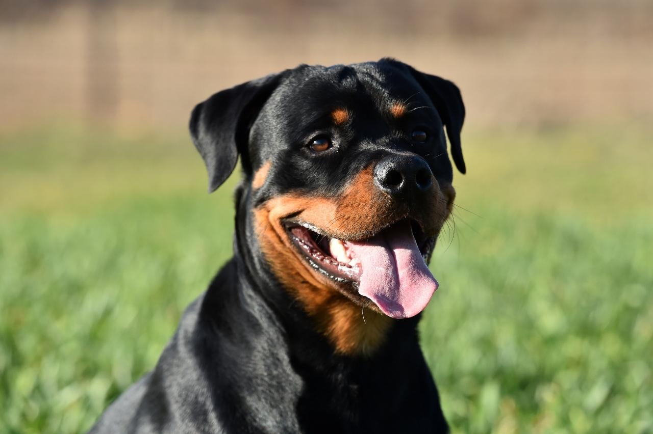 9 Best Dry Dog Foods for Rottweilers 9 Best Dry Dog Foods for Rottweilers